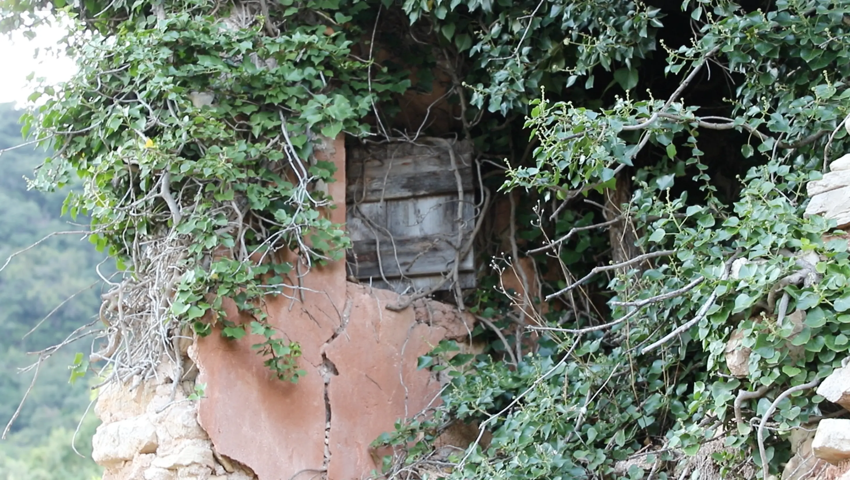 pastanaga